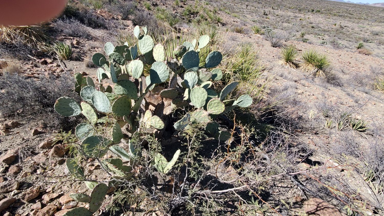 Lone Mountain Hike 